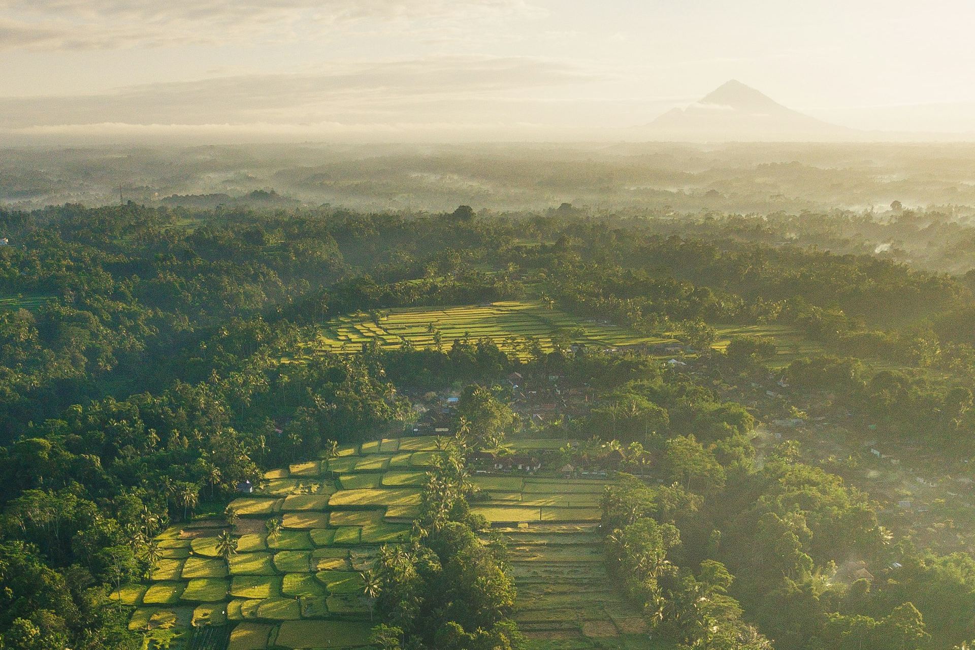 Hamparan sawah Indonesia di pagi hari dengan latar gunung